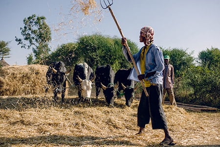 Africa Farm 35084194223 Ac0999b6fa C