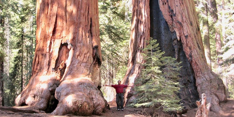 Worlds Fifth Largest Tree Now Safe From Loggers Ecowatch