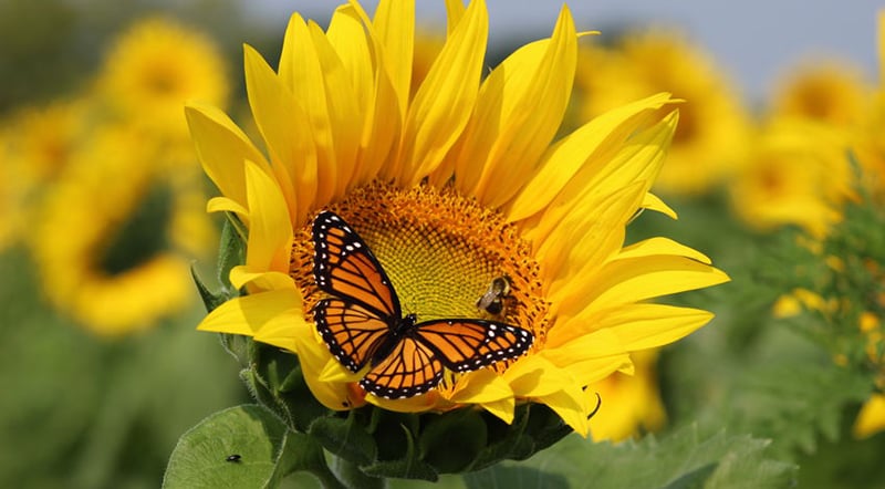 Sunflower Butterfly 46755661 S