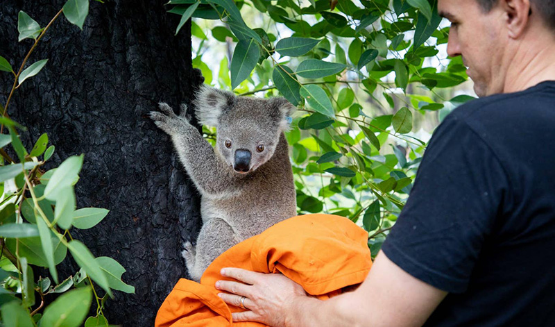 Anwen Credit Port Macquarie Koala Hospital 001