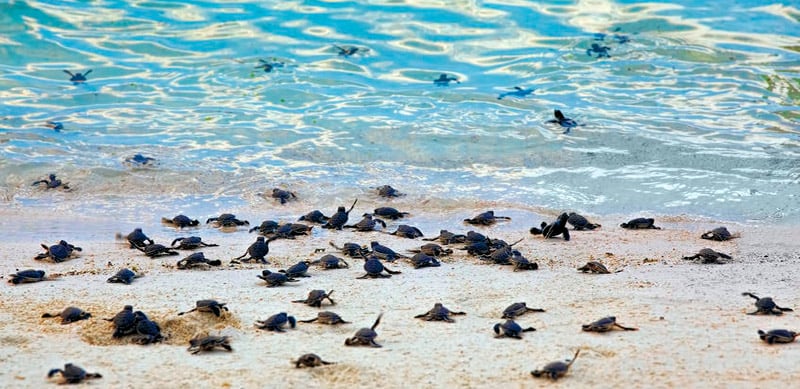 Sea Turtles 22972113 S