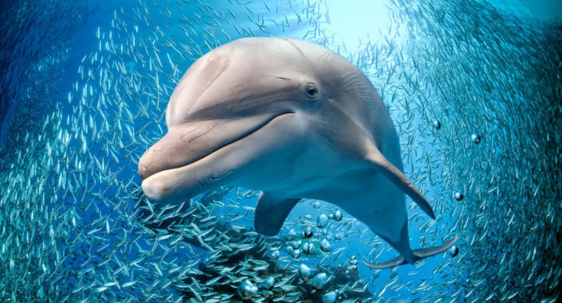 Dolphin 52252460 S