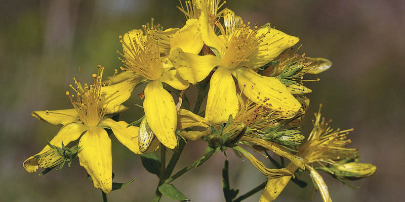 St. John s Wort Hypericum perforatum Spirit of Change Magazine