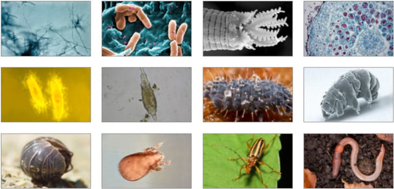 Some Of The Billions Of Organisms That Keep Our Soil Healthy - Spirit ...