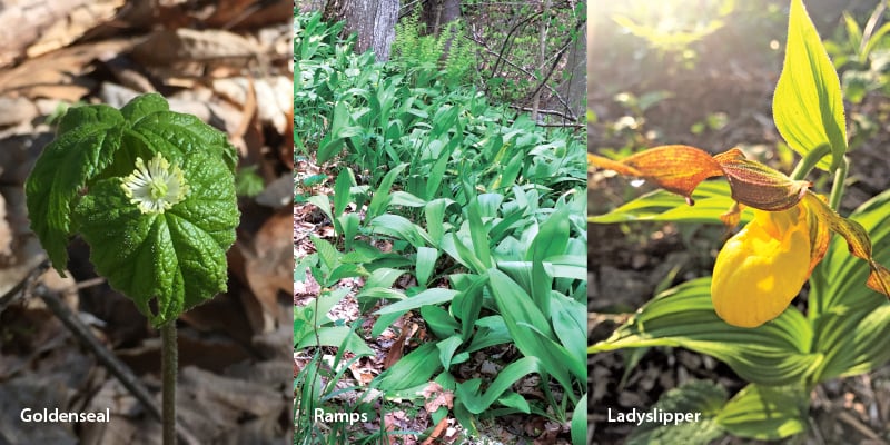 The Fen – Sage Mountain Botanical Sanctuary