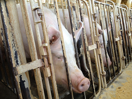 Hsus Pigs