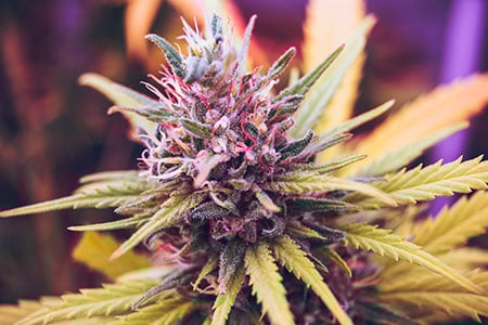 Marijuana Esteban Lopez 346906 Unsplash