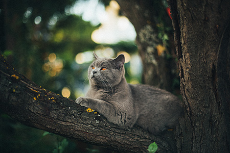 Cat Tree Max Bottinger Yl3cxnwv4m Unsplash