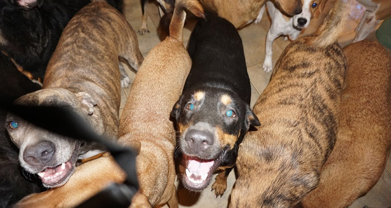 Chella Phillips Facebook Dogs
