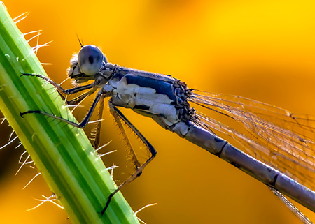 Dragonfly Dustin Humes 7iy1m95dpda Unsplash