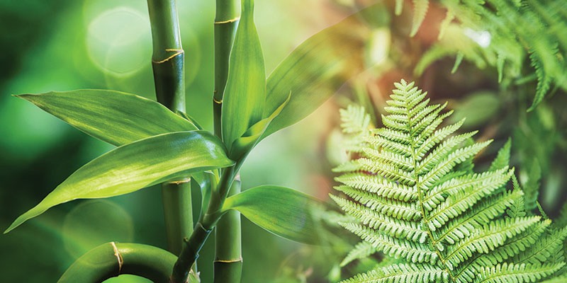 Bamboo Fern