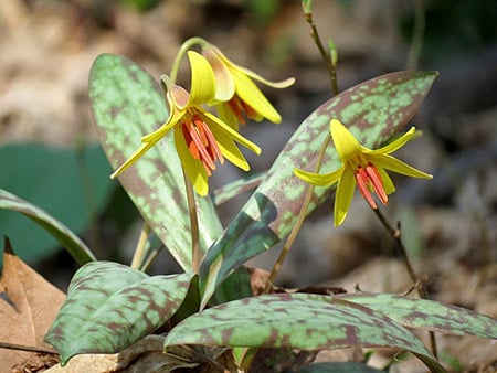 640px Yellow Trout Lily Flickr Treegrow