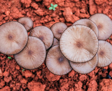 Mushrooms Phoenix Han 1386002 Unsplash