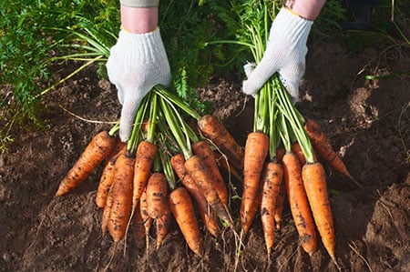 Carrots 26745880 S