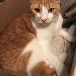 Picmilo1