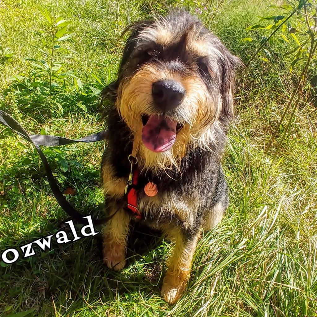 Ozwald2