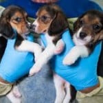 Beagle Puppies