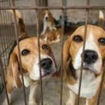 Beagle Caged