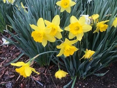 Picflowerssocialmedia022822