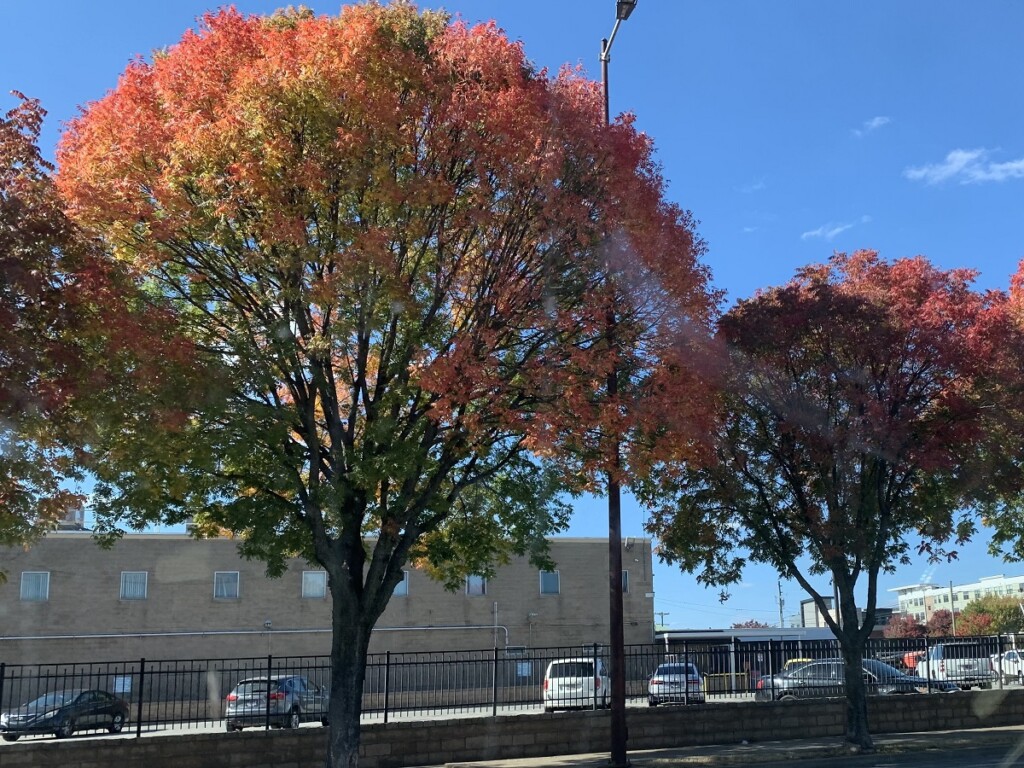 Picredfallleavesontrees