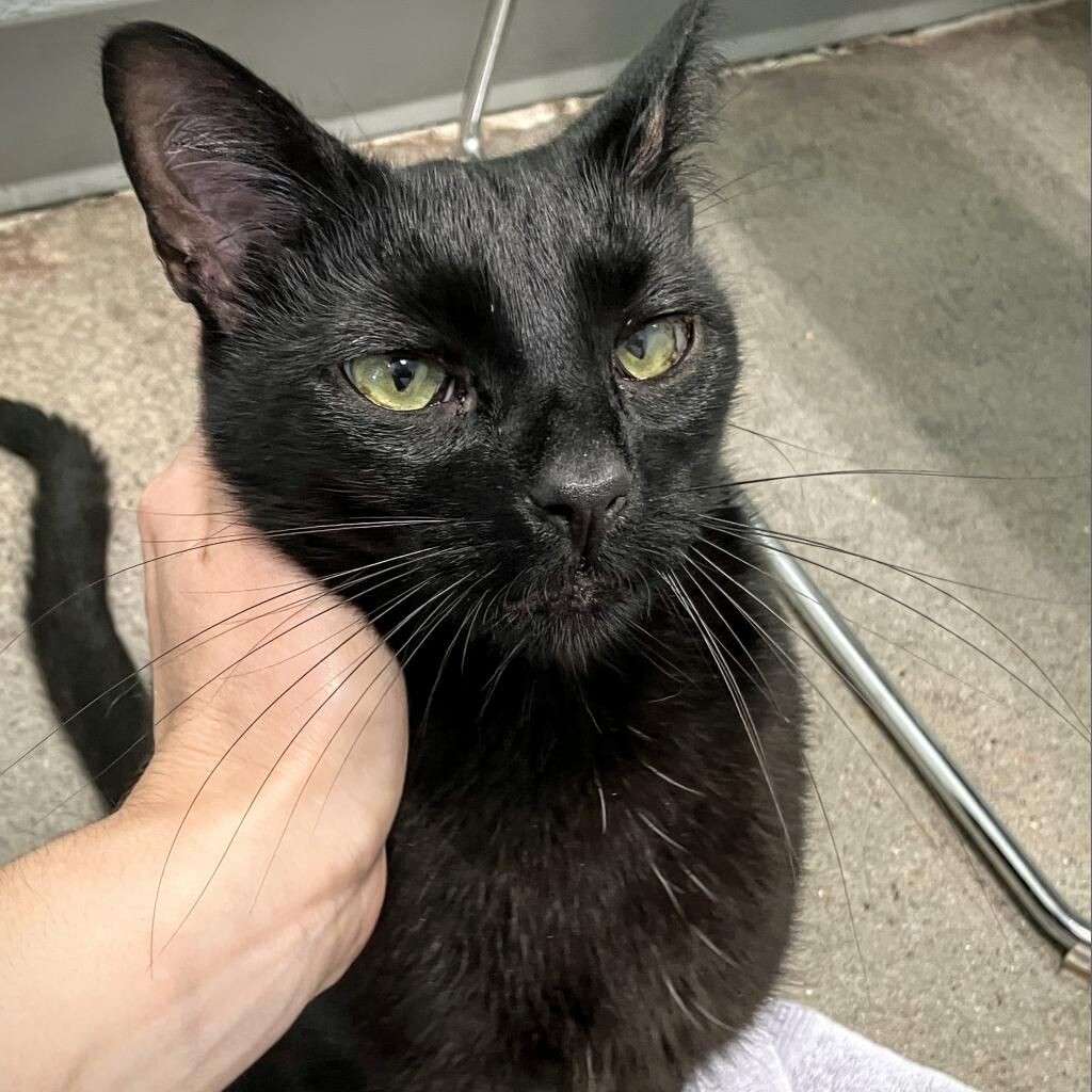Toothless2