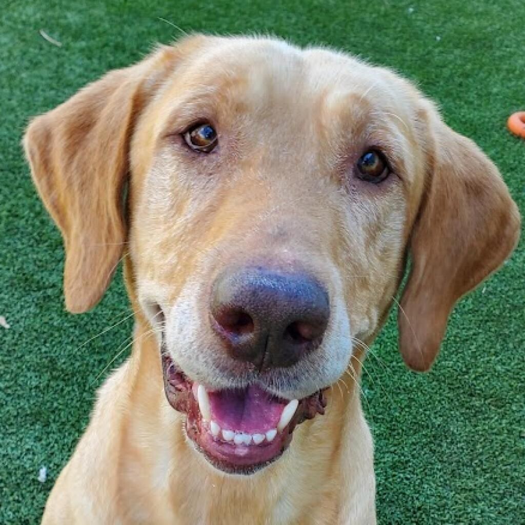 Hank Dog