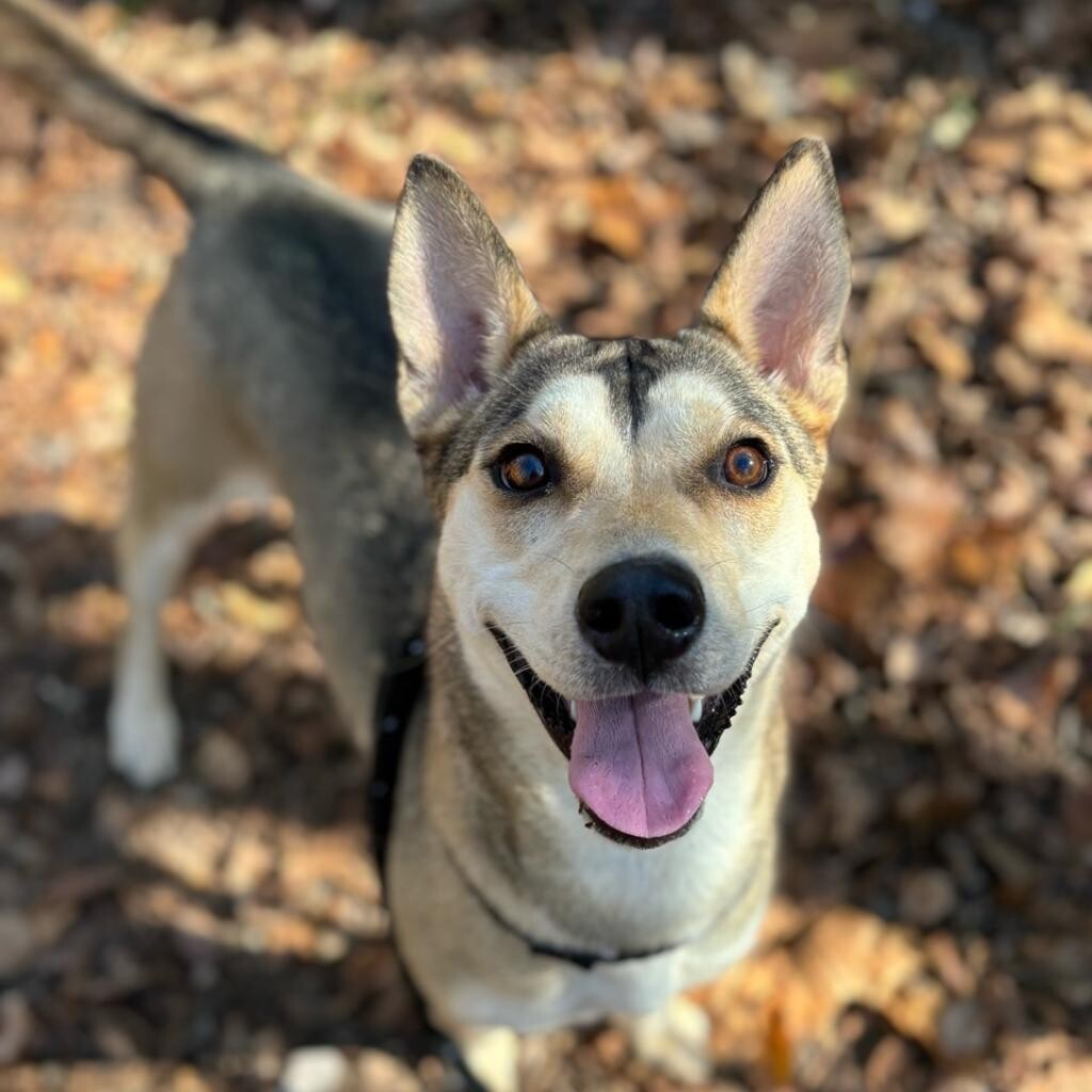 Timber 1