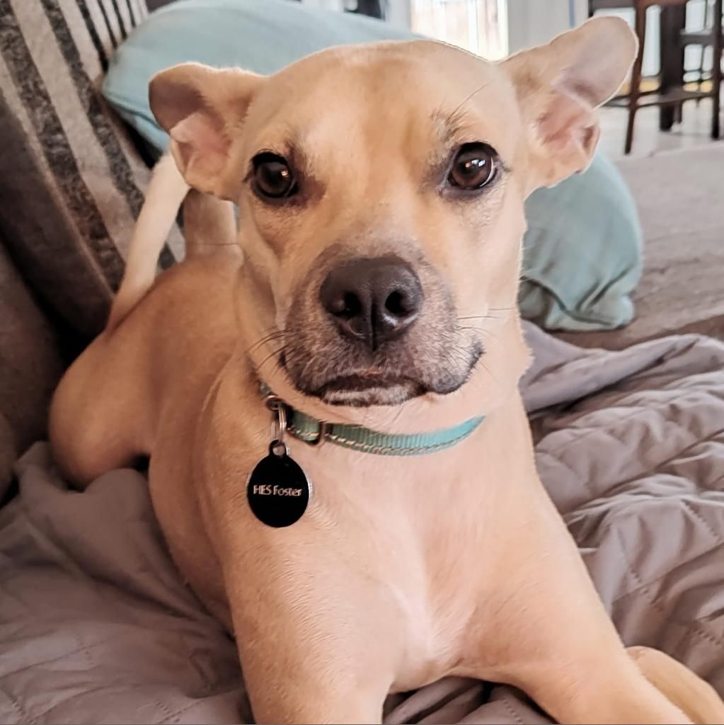 Shyla