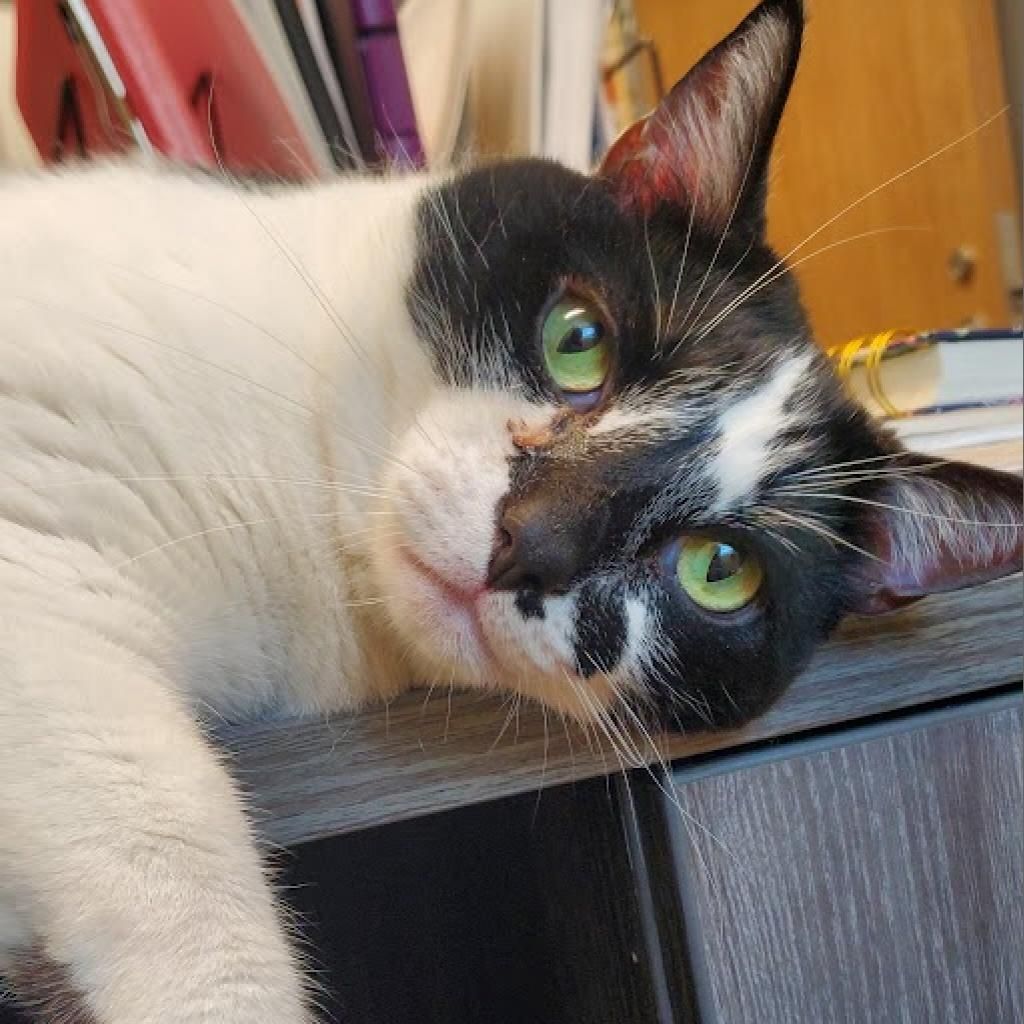 Pebbles
