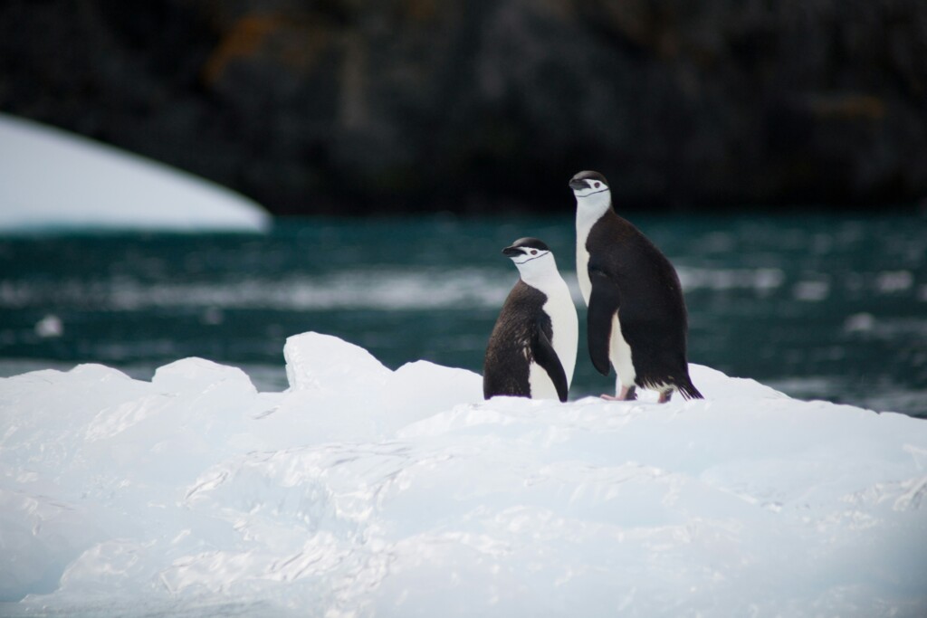 Pengui