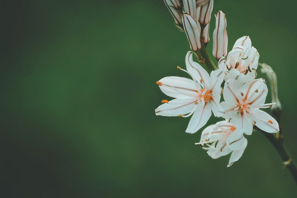 Aziz Acharki Tlsoa0vlvwk Unsplash