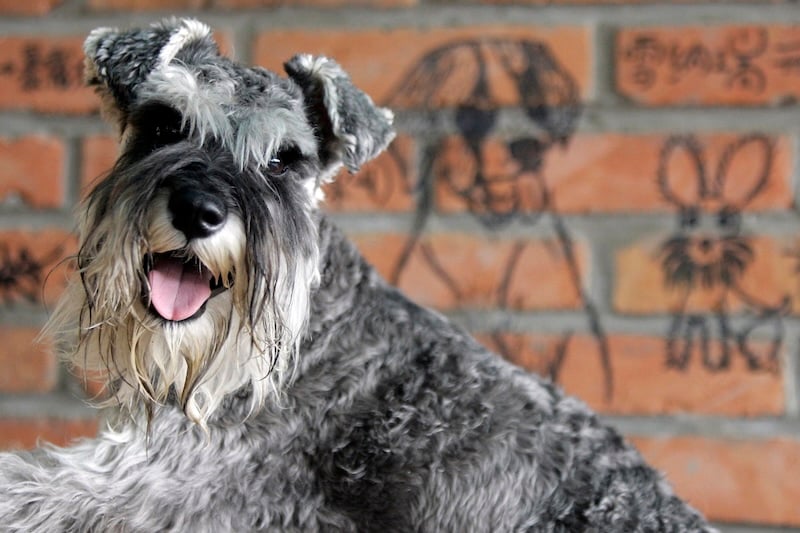 Dog Sports Docuseries ‘a Different Breed’ Set At Prime Video