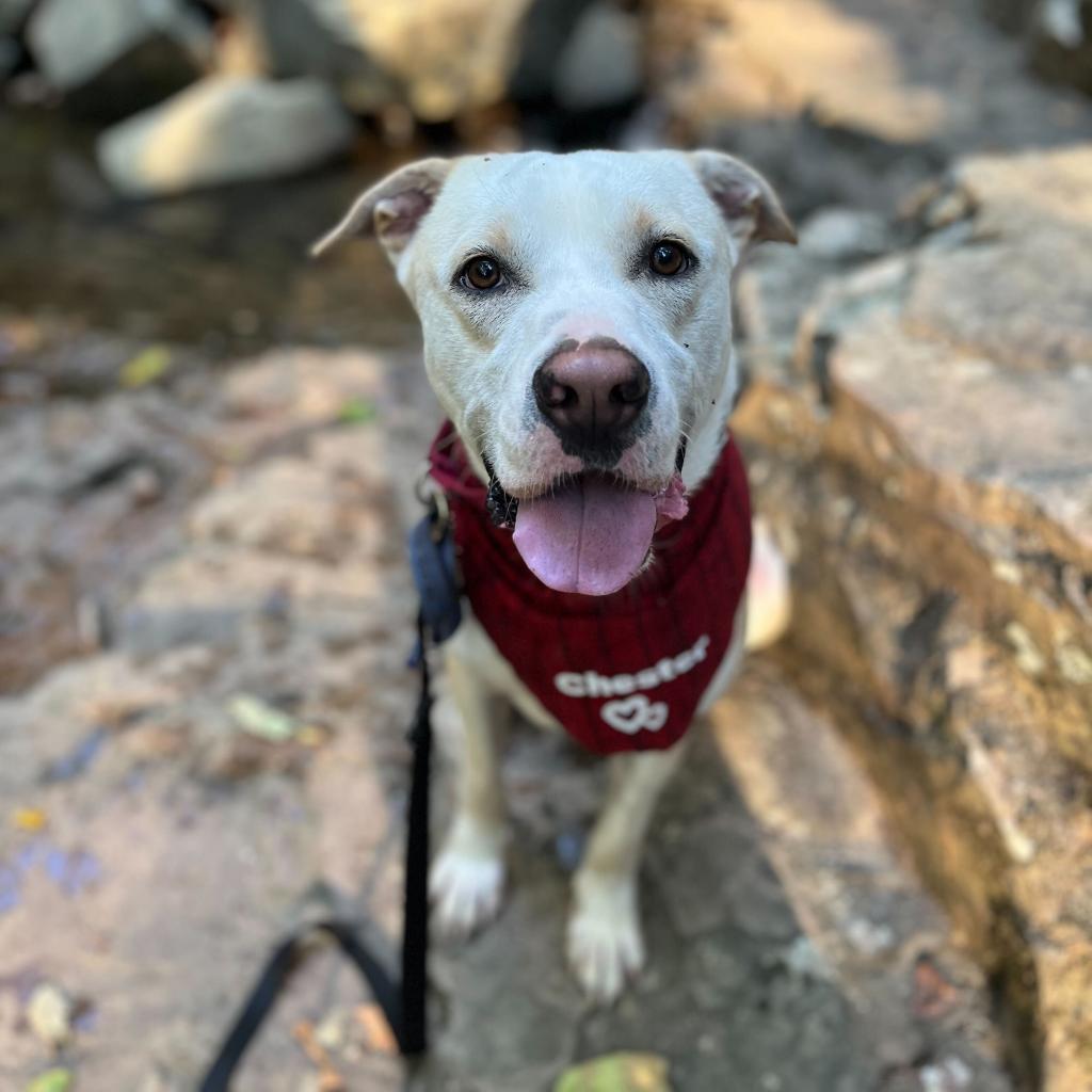 Chester 1