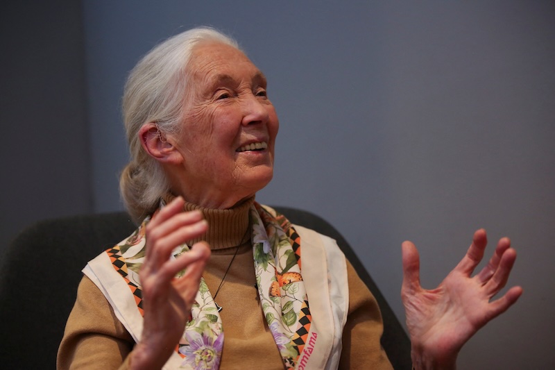 Renowned Chimpanzee Expert Jane Goodall Dies At 91 In California