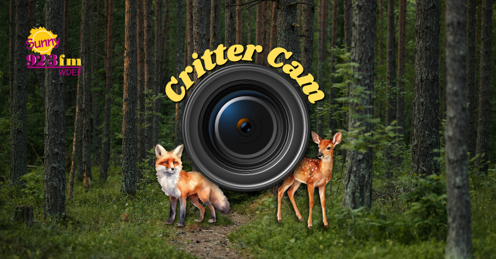Critter Cam