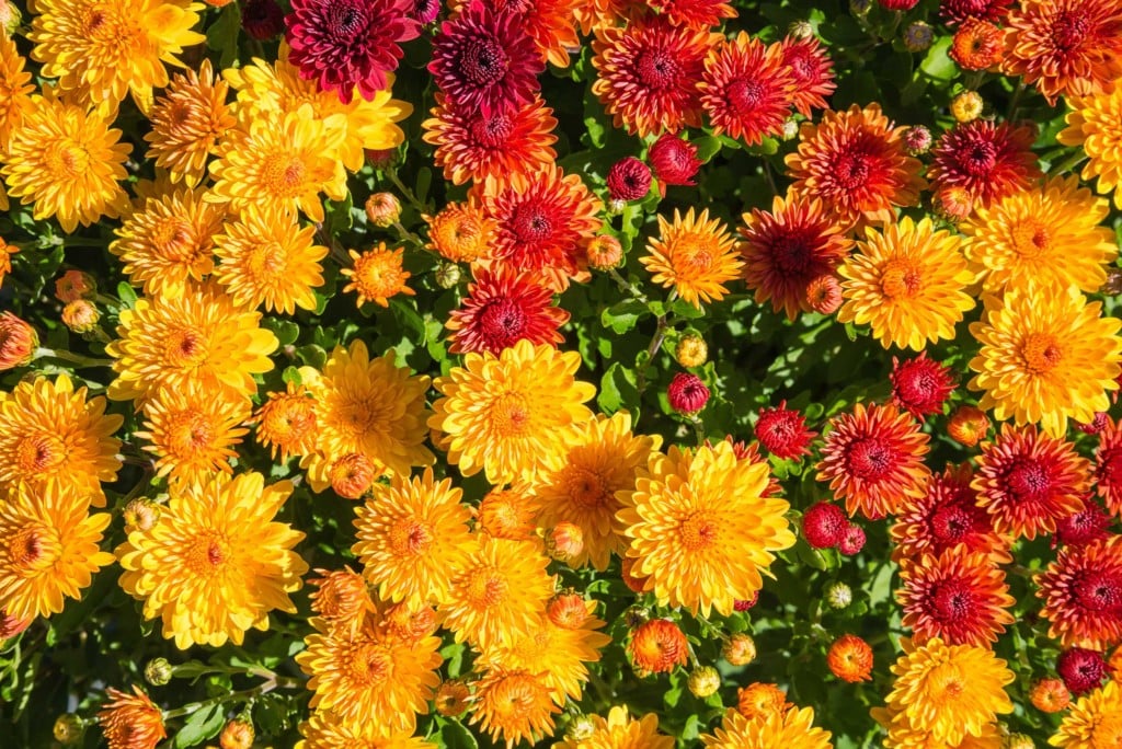 Chrysanthemums, Mums