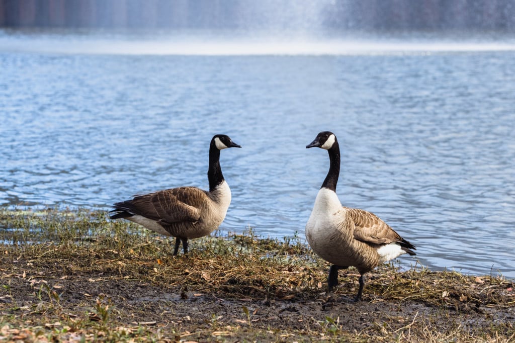 Canada goose en leon best sale