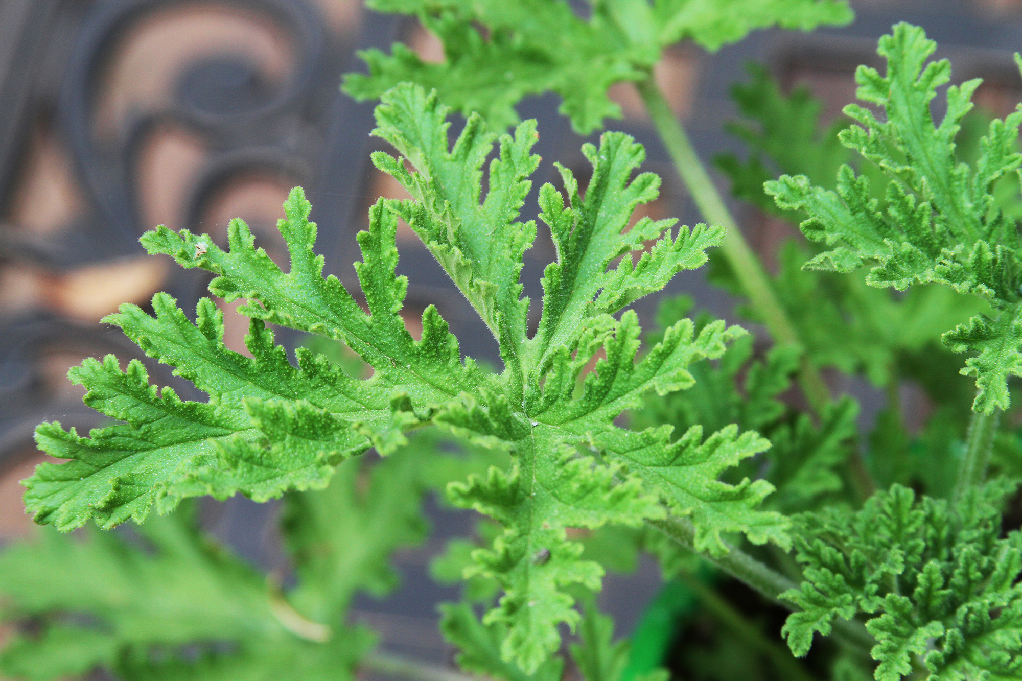 is citronella plant safe for dogs