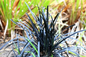 Blackmondograss