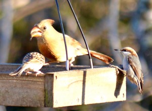 Trio Of Birds At Feeder