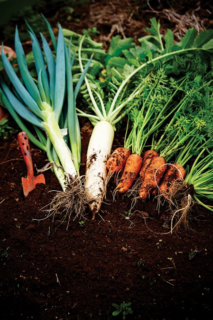 root-crops-hardy-annuals-dig-the-cool-tallahassee-magazine