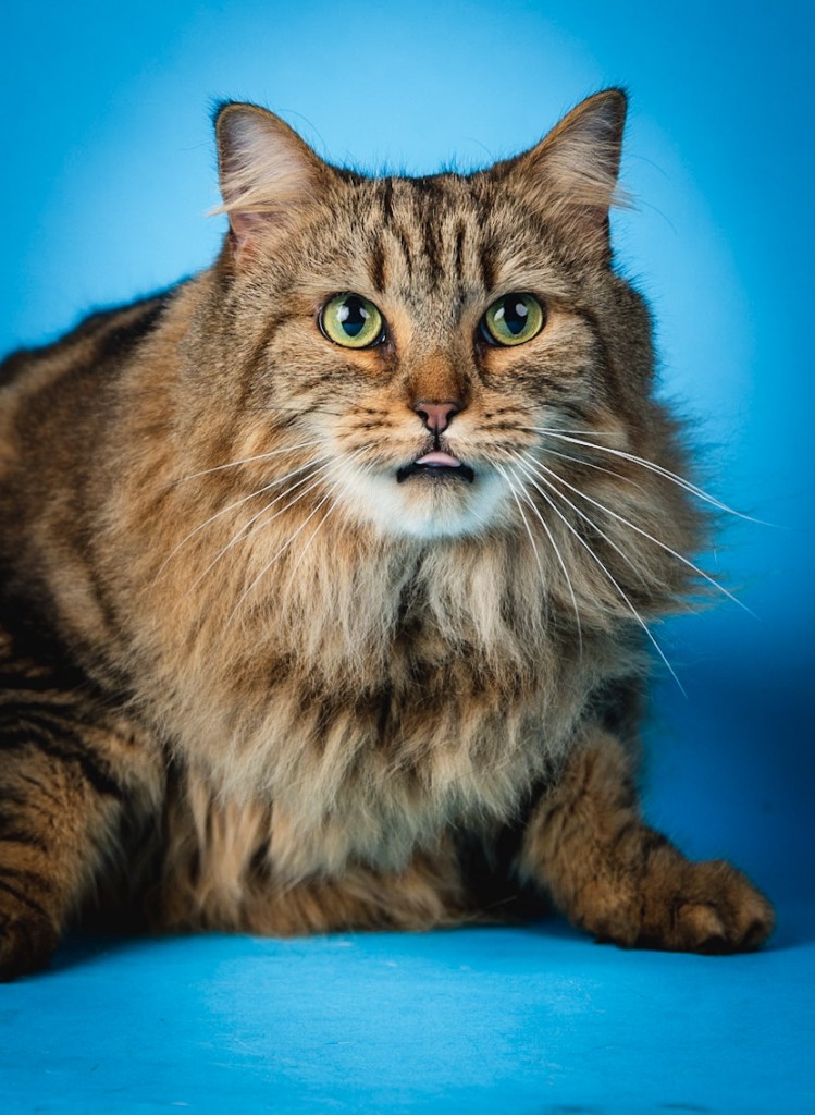11. Nala