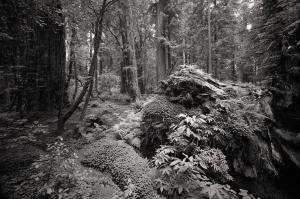 Pepperwood Redwood Forest 1 4c