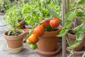 Tomato Plant