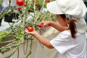 Japanese Girl Picking Cherry Tomato (3 Years Old)