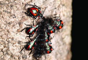 Stink Bugs (euthyrhynchus Florandus) Hunting On Moth Caterpillar