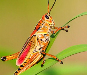 Adult Eastern Lubber Grasshopper