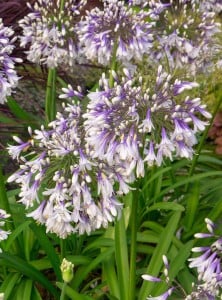 Ever Twilight Agapanthus Bloom Pbm Scaled