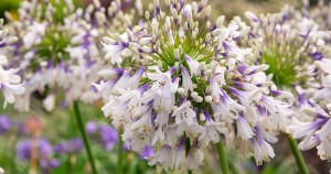 Agapanthus Ever Twilight 1200x630