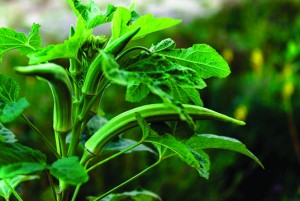 Okra Plant Close Up Organic Produce Food Farming